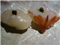 sushi of Japanese scallop and spot prawn